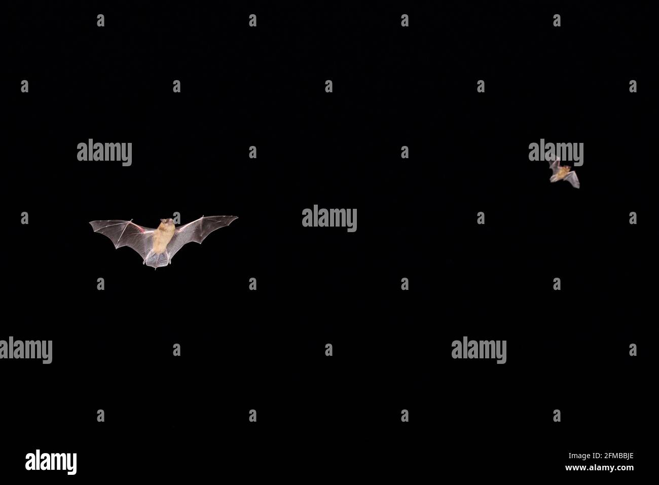 Fledermaus, Breitflügelfledermaus, im Flug, Eptesicus serotinus, Rohrfledermaus, Zwei Stockfoto