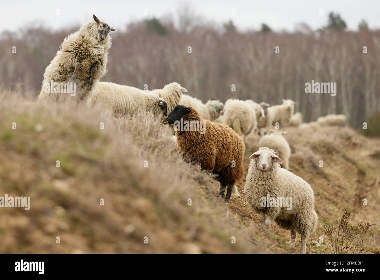 Schafe, springen, toben Stockfoto