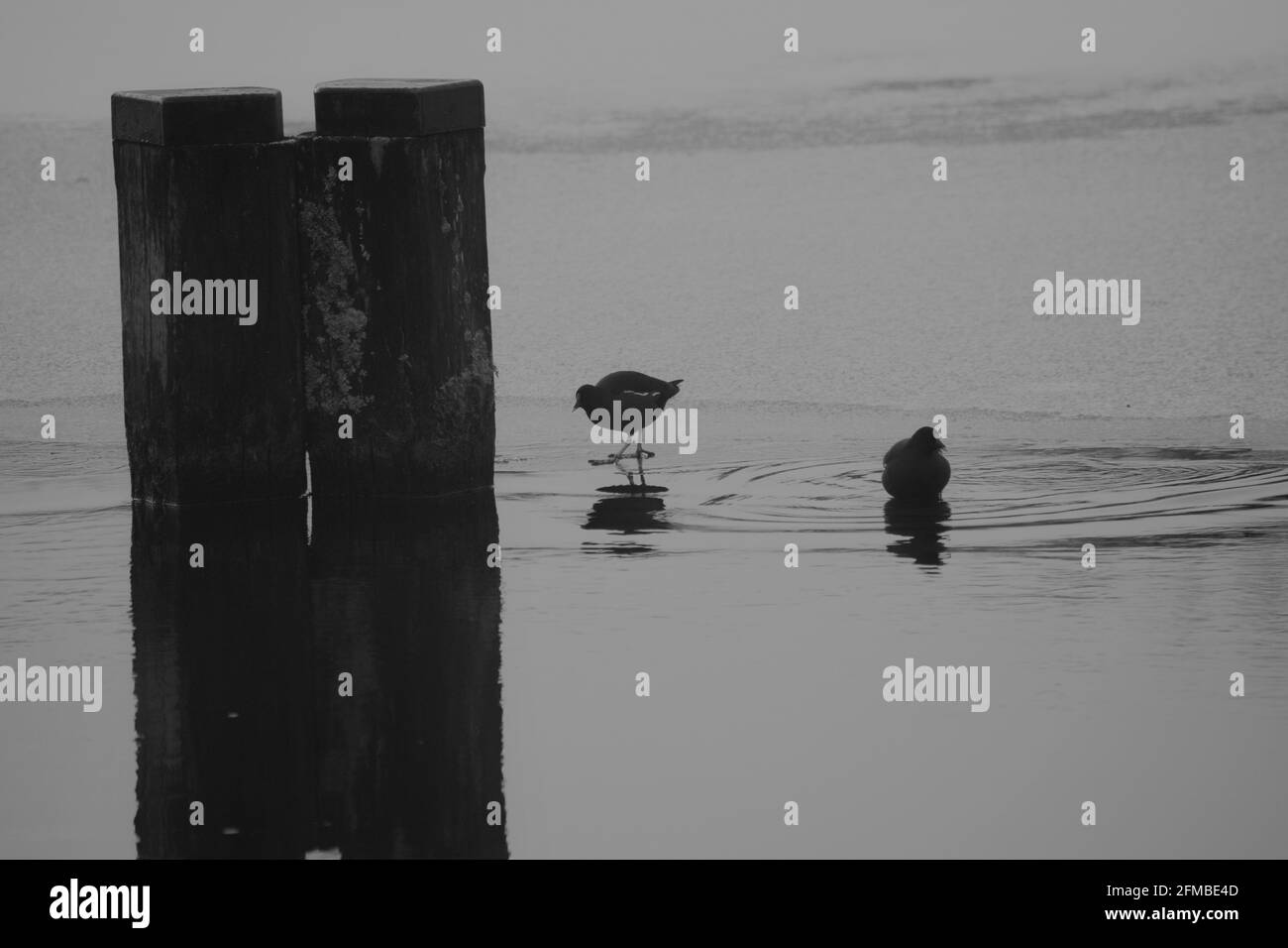 Nahaufnahme von zwei Wasservögel an einem See in Graustufen Stockfoto