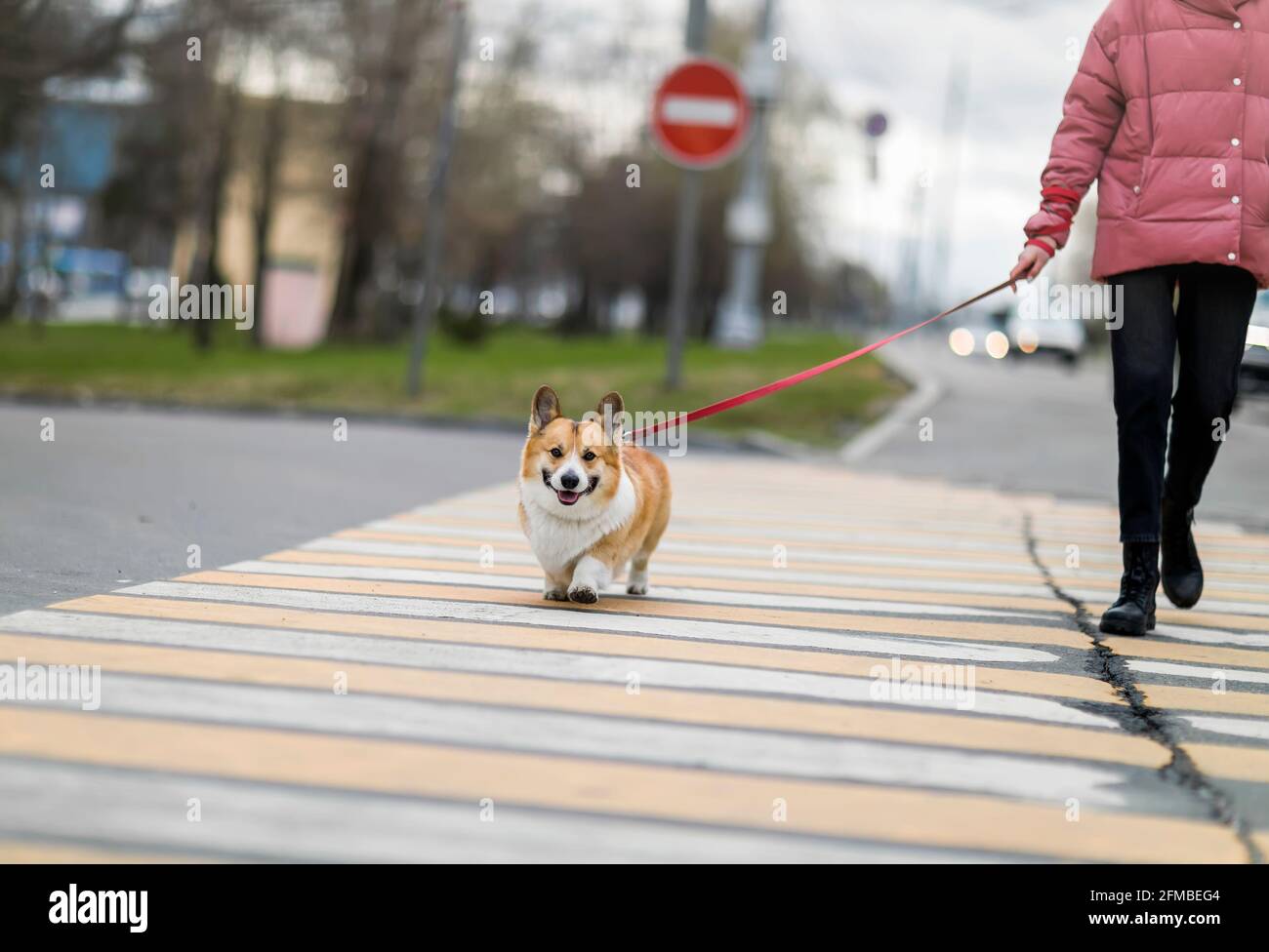 Mädchen mit einem lustigen Corgi Hund Welpen auf einem geschnallt Leine sicher überqueren die Straße auf einem Fußgänger auf einem City Street Stockfoto