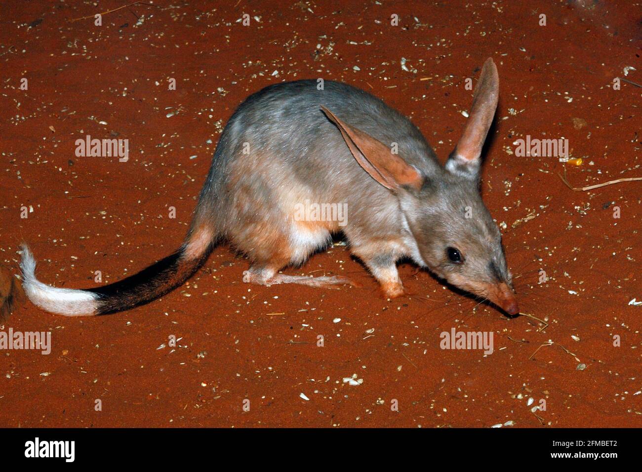 Nächtliche größer Bilby Macrotis lagotis, Auswaschung, nachts, Australien Stockfoto