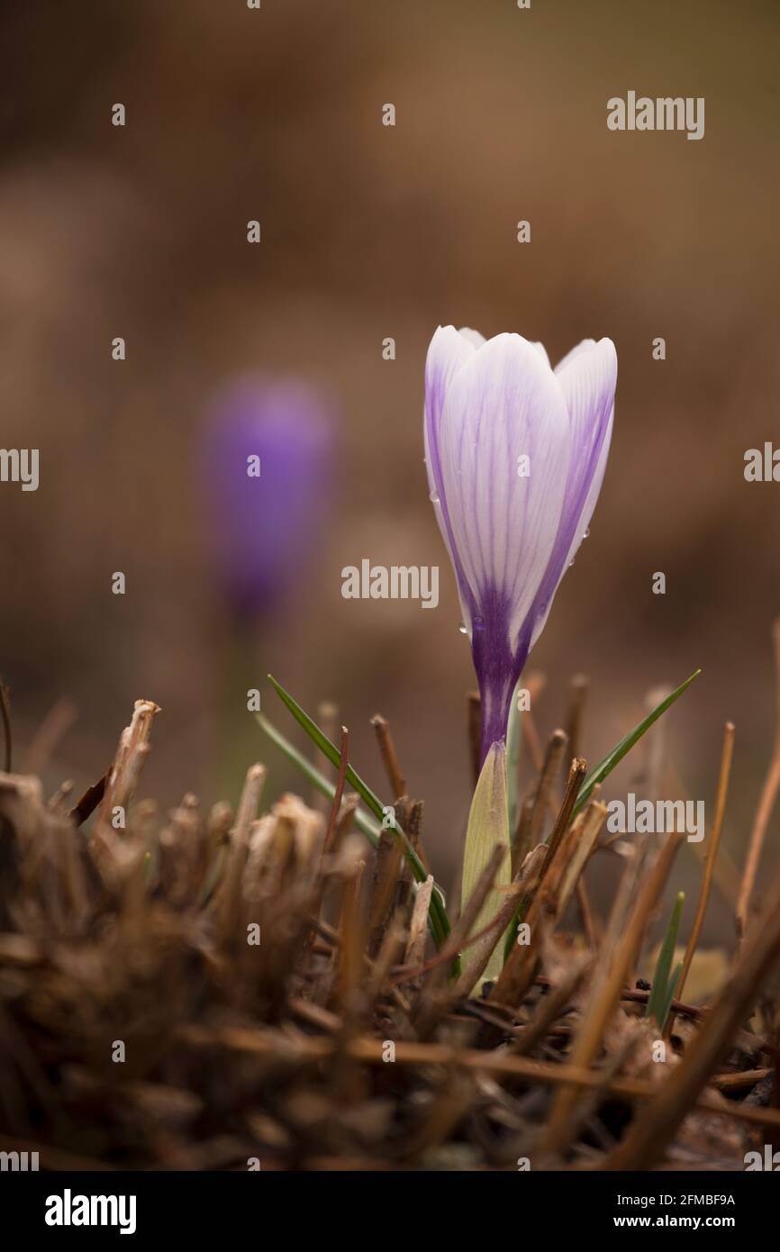 Hellviolette Krokusblume, dunkler unscharfer Hintergrund, Finnland Stockfoto