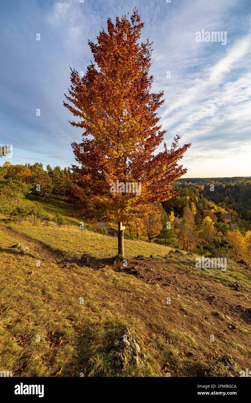 Herbstblätter auf Baum über Pottenstein, Oberfranken, Bayern, Deutschland Stockfoto