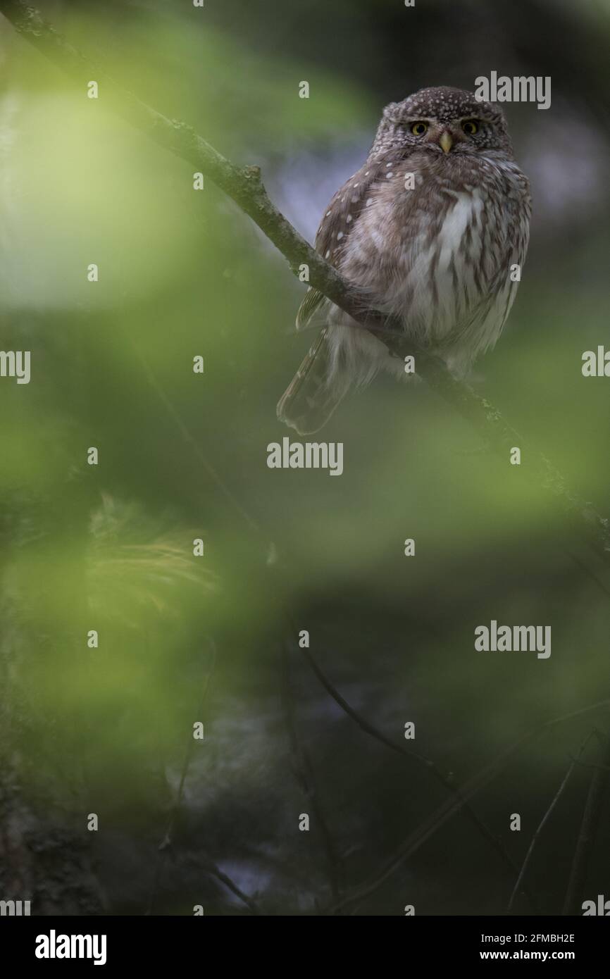 Zwergeule im Wald von Finnland. Stockfoto