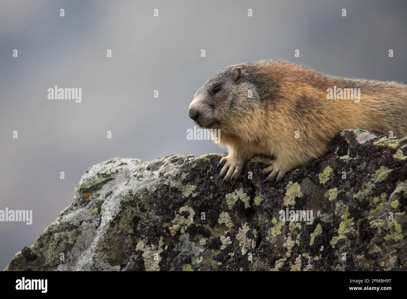 Marmot an der Großglockner Hochalpenstraße. Stockfoto