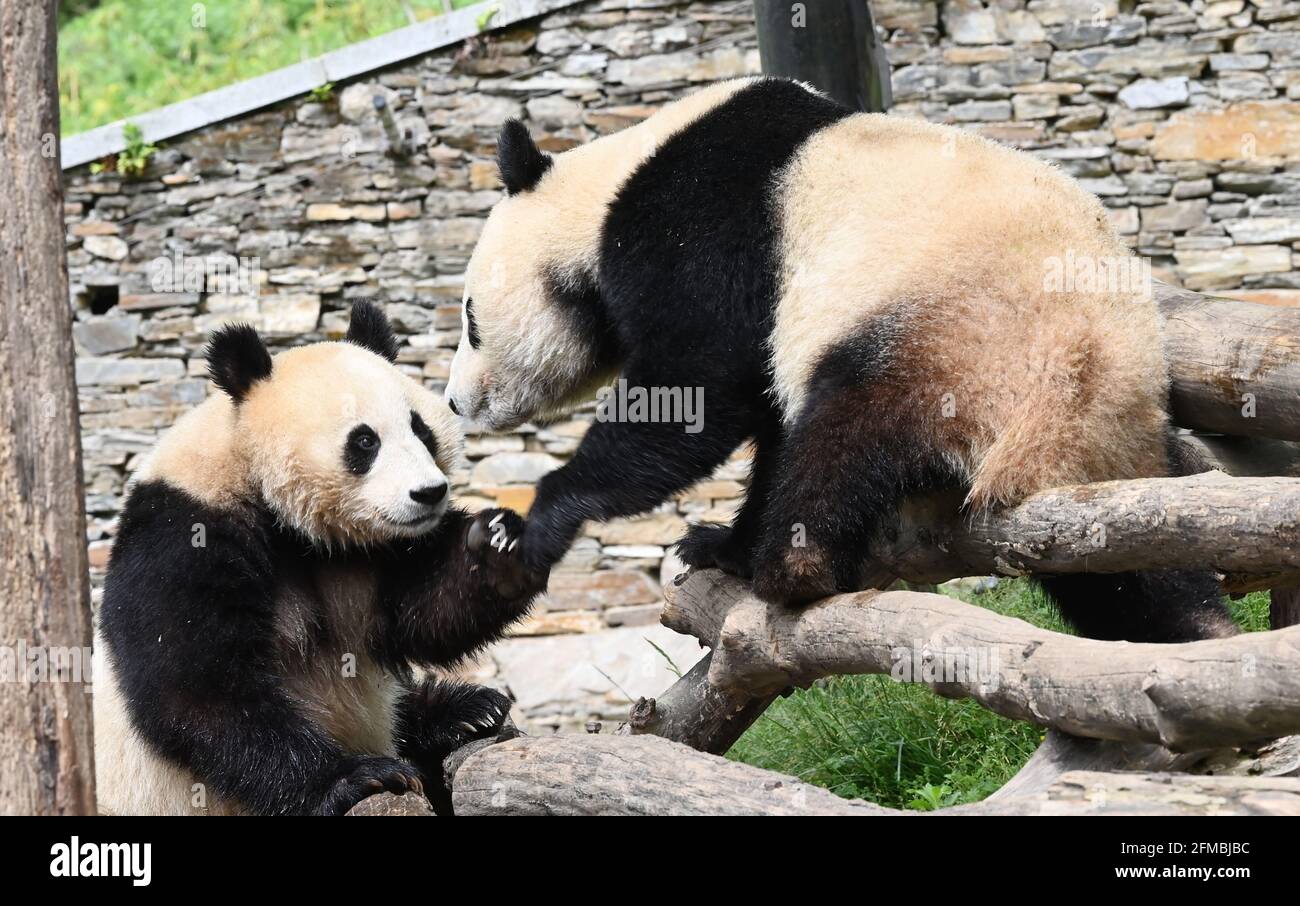 Wolong, China. Mai 2021. Die Pandas spielen am 07. Mai 2021 im China Conservation and Research Center for Giant Pandas in Wolong, Sichuan, China.(Foto: TPG/cnsphotos) Quelle: TopPhoto/Alamy Live News Stockfoto