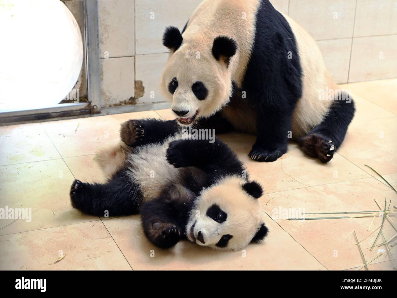 Wolong, China. Mai 2021. Die Pandas spielen am 07. Mai 2021 im China Conservation and Research Center for Giant Pandas in Wolong, Sichuan, China.(Foto: TPG/cnsphotos) Quelle: TopPhoto/Alamy Live News Stockfoto