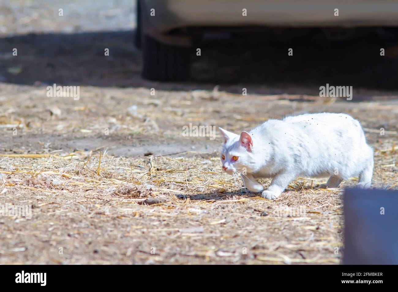 Weiße Katze jagt in der Nähe des Autos im Dorfhof Stockfoto