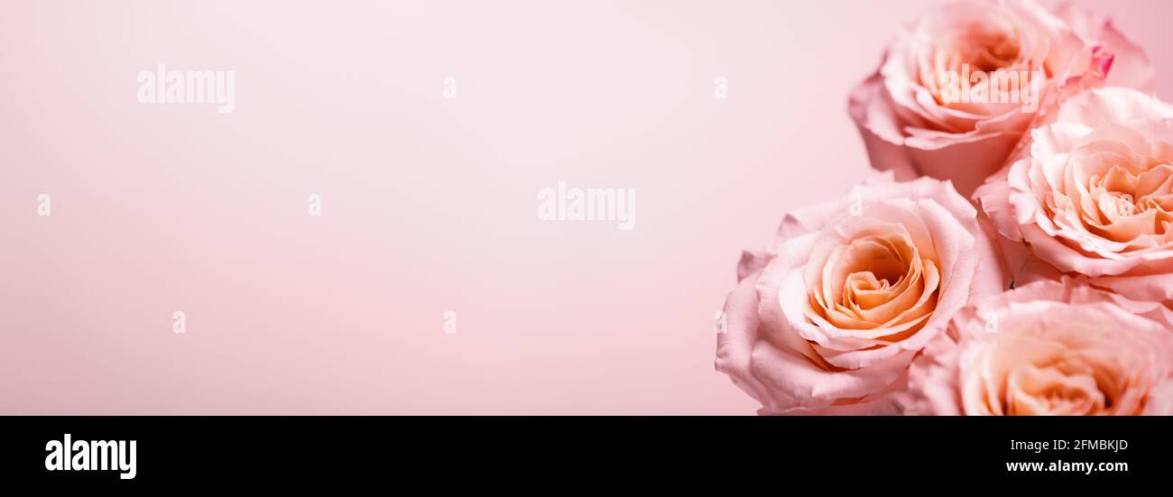 Süße rosa Rose Blumen für Liebe Romantik Hintergrund Stockfoto