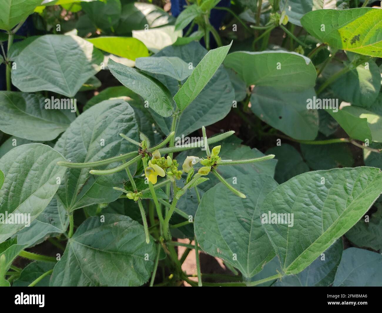 Grüne Mungbohnenkulturen aus nächster Nähe in der Landwirtschaft, grüne Mungbohnenschoten (Vigna radiata) und Mungbohnenblätter am Mungbohnenstiel Stockfoto
