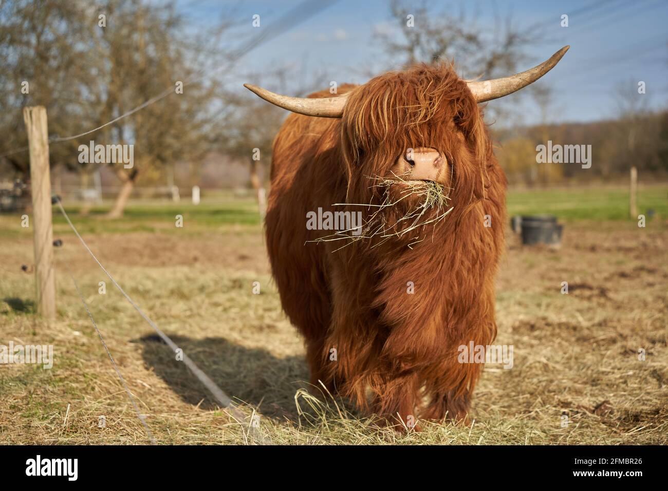 Junges Hochland-Rinderkalb von vorne. Tier mit braunem und langem Haarkleid, steht auf der Weide und isst Heu. Elektrischer Zaun. Feder. Stockfoto