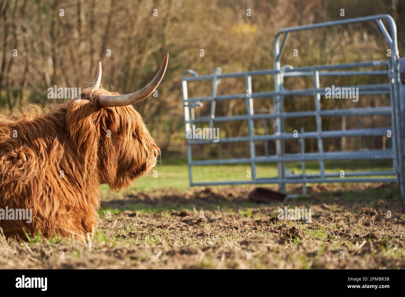 Alte Hochlandrinder von der Seite. Tier mit braunem und langem Haarkleid, auf der Weide liegend und schlafend. Stockfoto