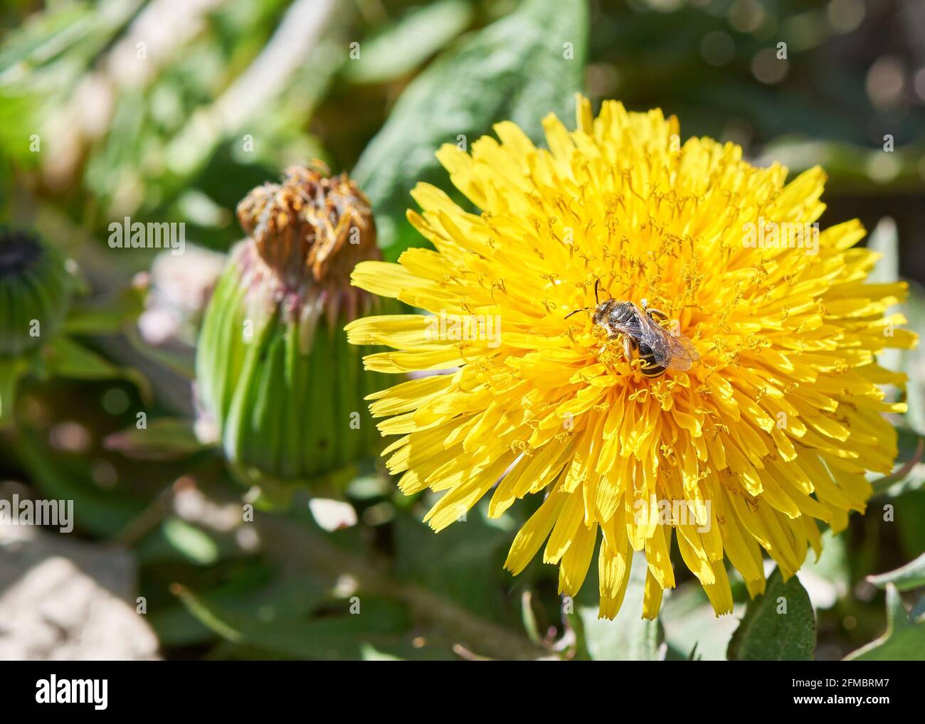 Mit einer schönen Biene ein gelber Dandelion Stockfoto