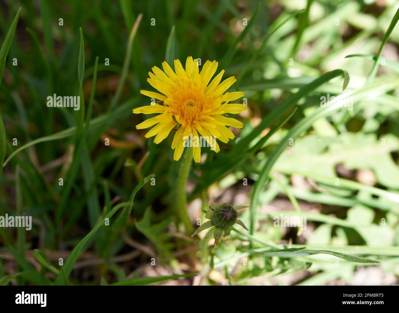 Gelber großer Dandelion wächst wunderschön auf dem Boden Stockfoto