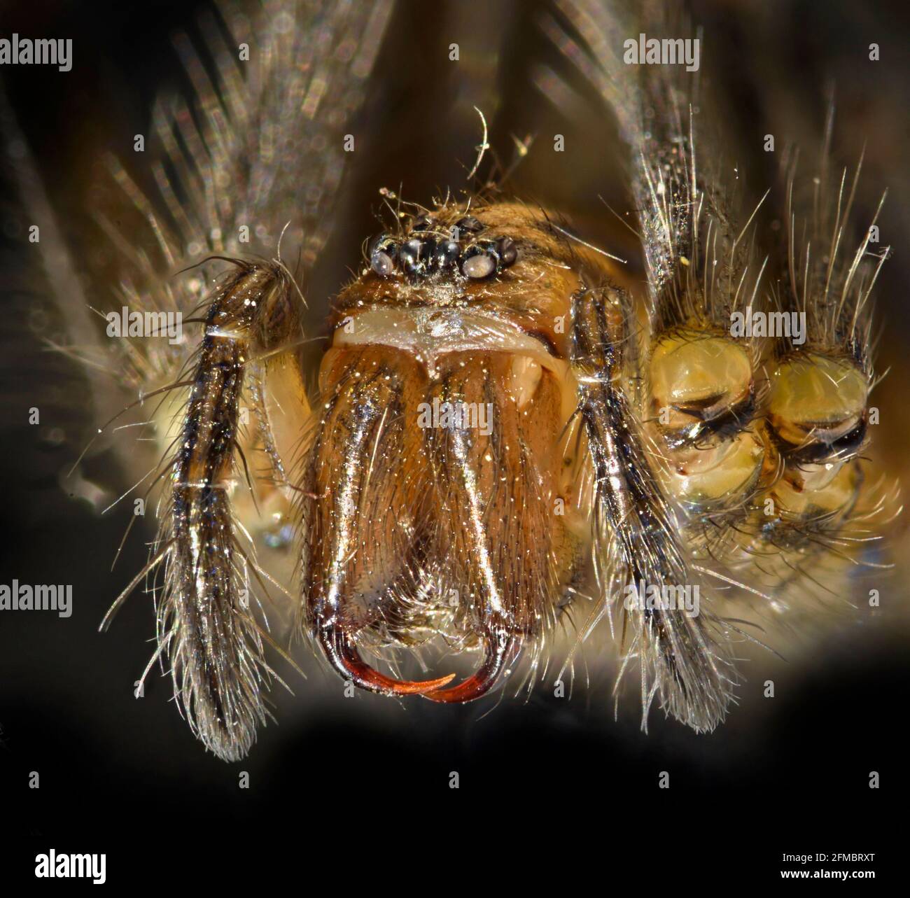 Spinnenportrait mit Reißzähne, Mundparts, Eratigena sp. Stockfoto