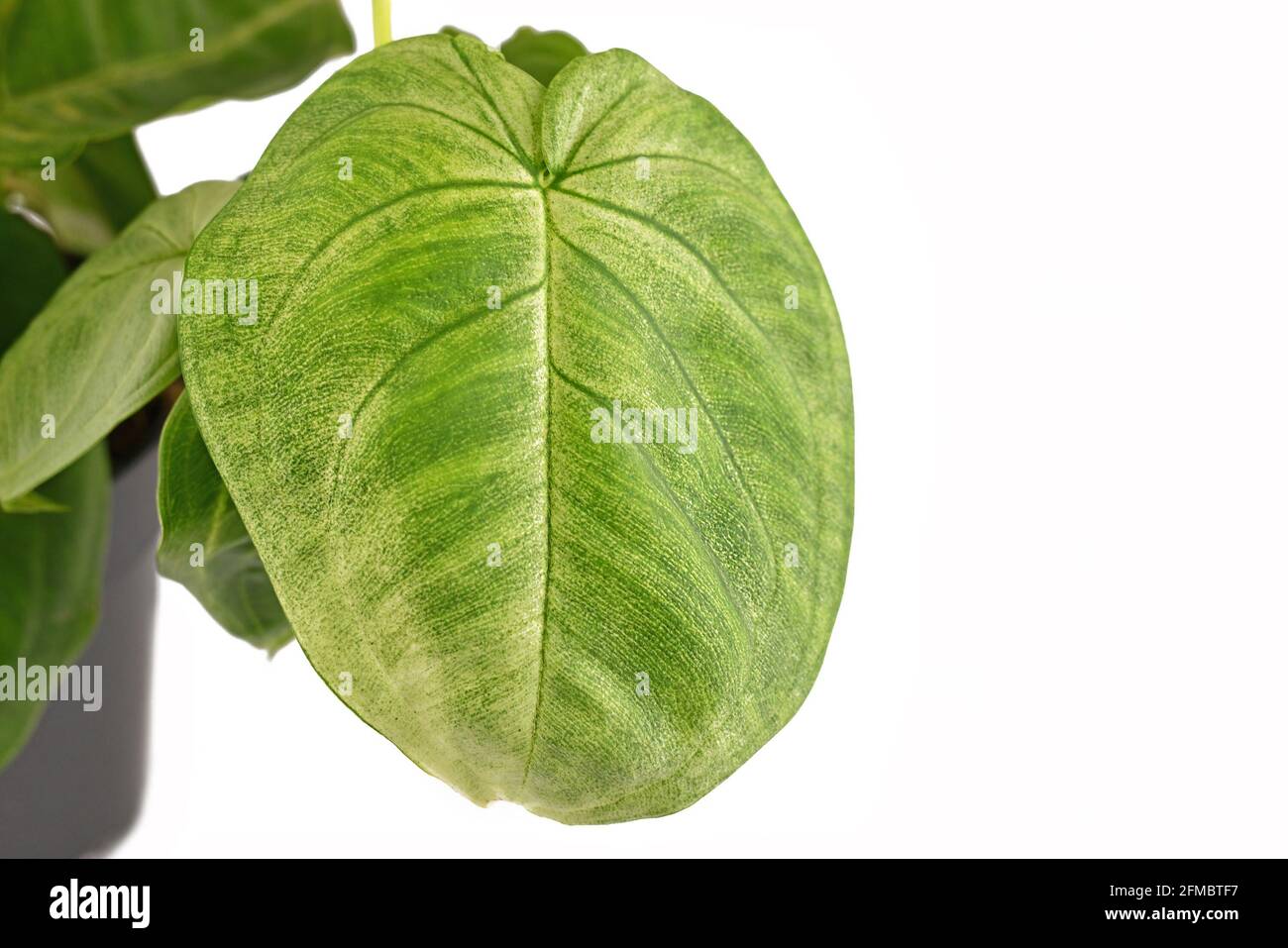 Herzblatt Eispflanze Stockfotos und -bilder Kaufen - Alamy