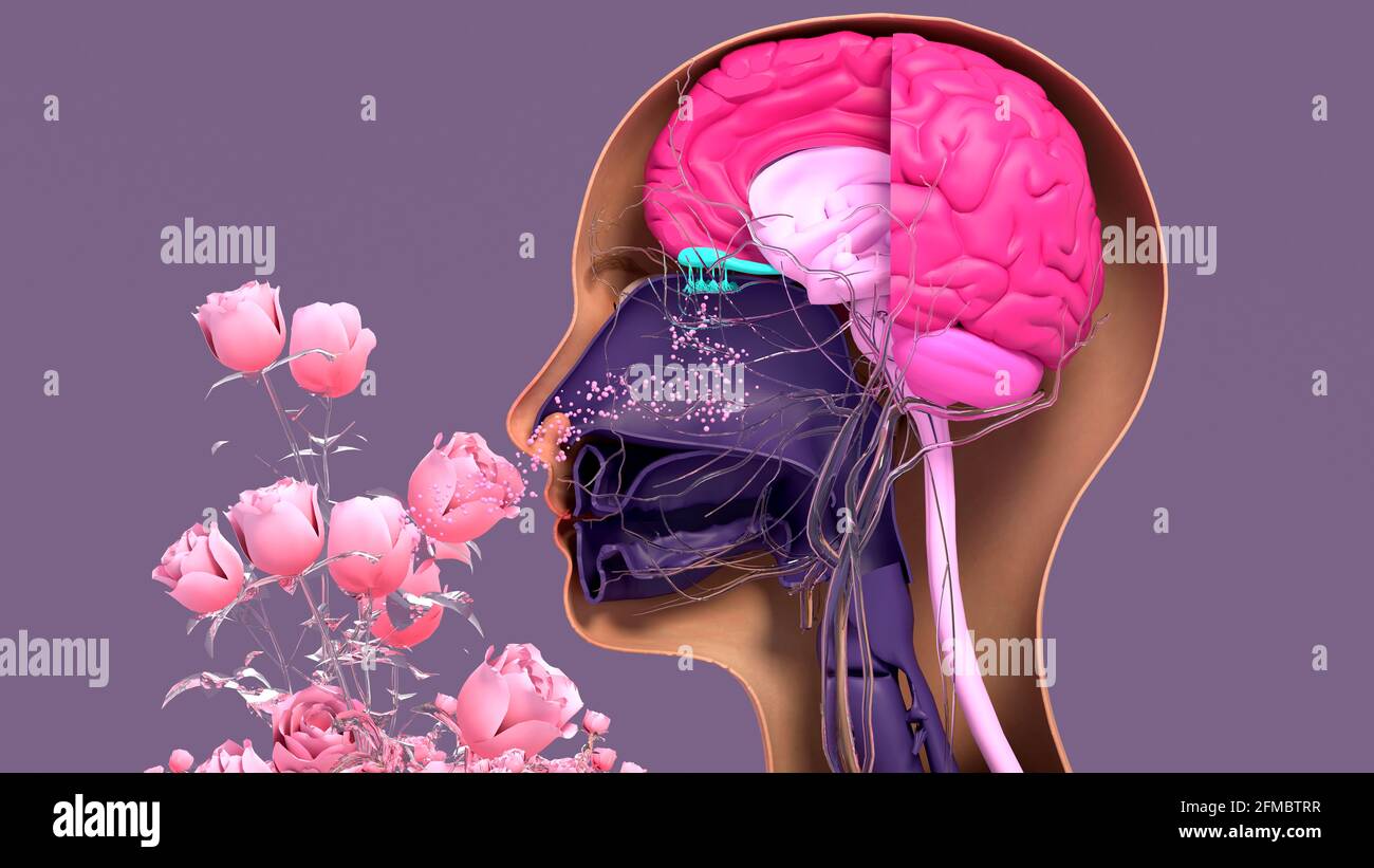 Olfaktorische Anlage, Abbildung Stockfoto