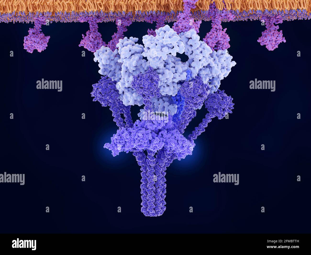 IgM vermittelte komplexe Aktivierung, molekulares Modell Stockfoto