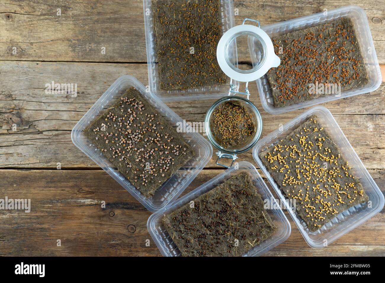 Mikrogrün anbauen. Eine Reihe von Samen verschiedener Pflanzen in Kunststoffkisten. Sprießen Sie auf einer Leinenmatte in einem Kunststofftablett. Urban Gardening. Hobby. Vegan Stockfoto