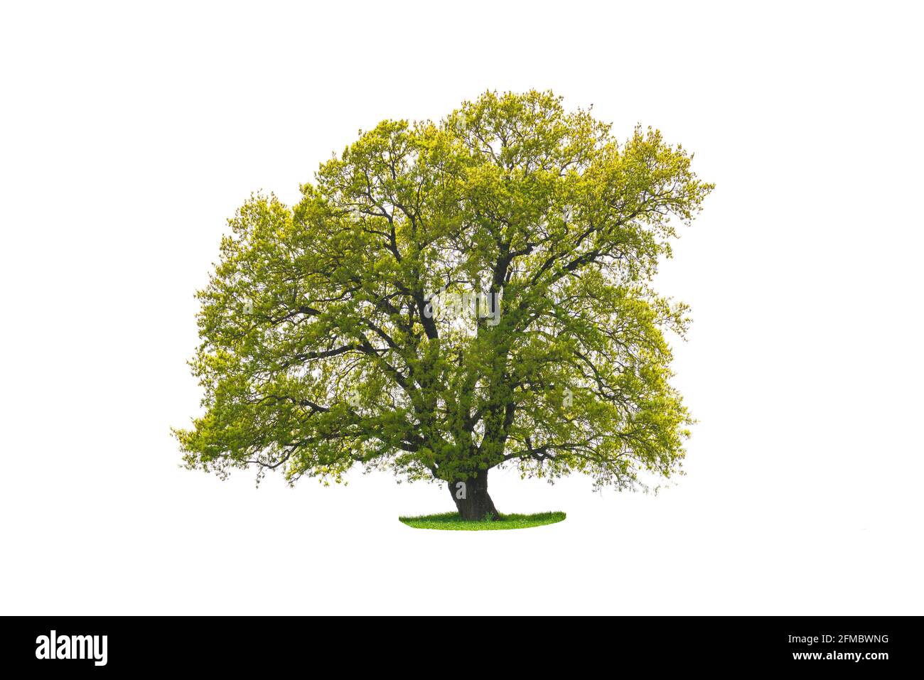 Einsamer Baum in einem grünen Feld isoliert auf weiß Stockfoto