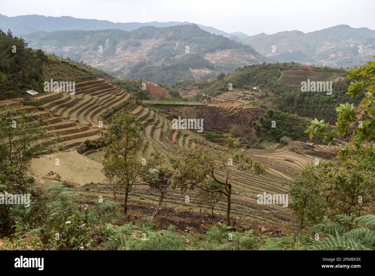 Terrassierte Reisfelder, Provinz Mu Cang Chai, Vietnam Stockfoto