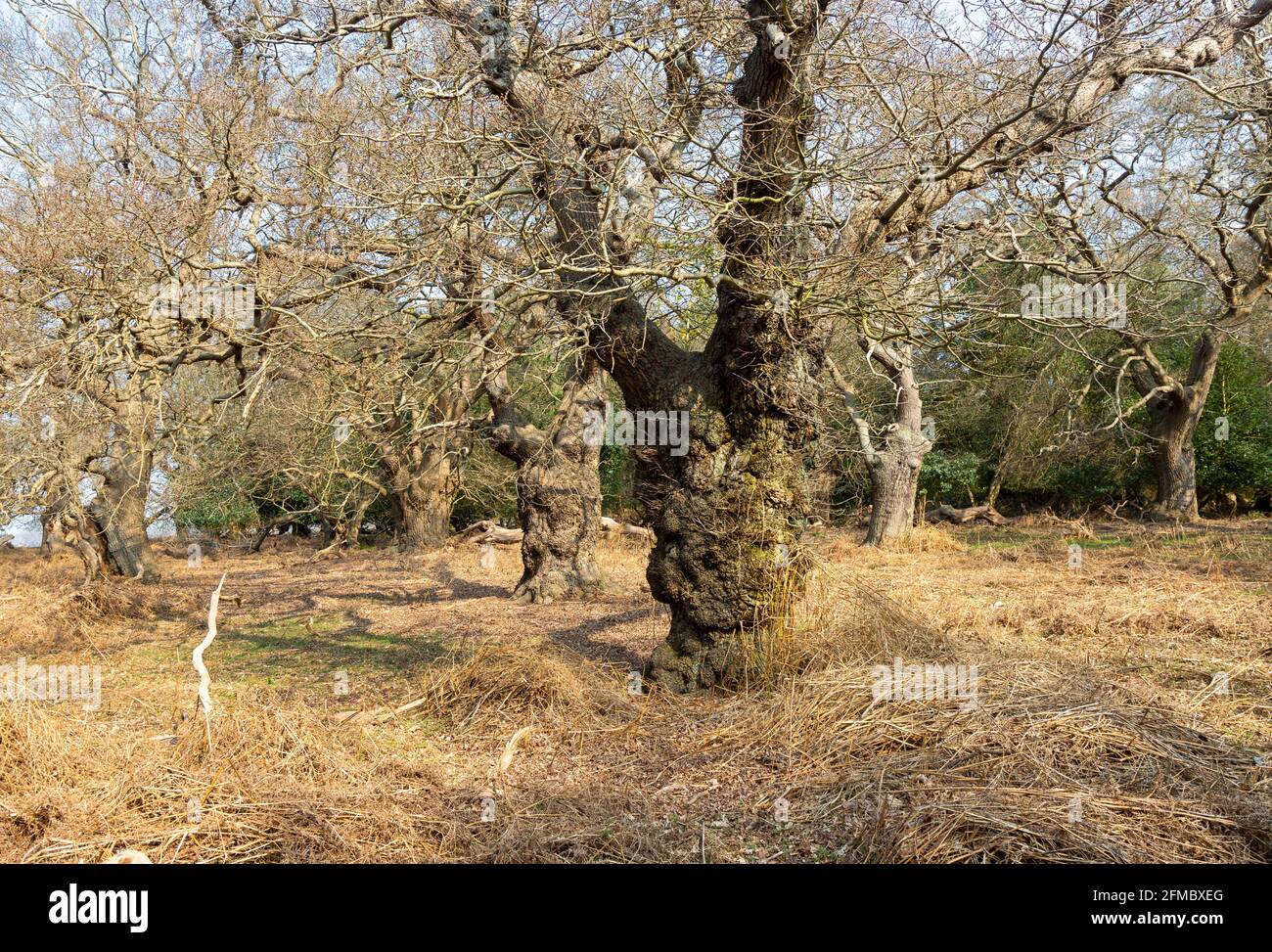 Blattlose alte Eichen in Staverton Thicks Wood, Suffolk, England, UK Stockfoto