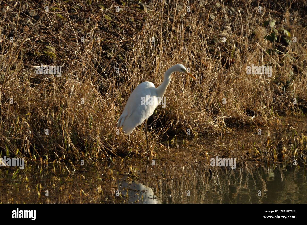 Silberreiher (Ardea Alba) bin Wuhlebecken in Berlin-Biesdorf Im Februar 2014. Stockfoto