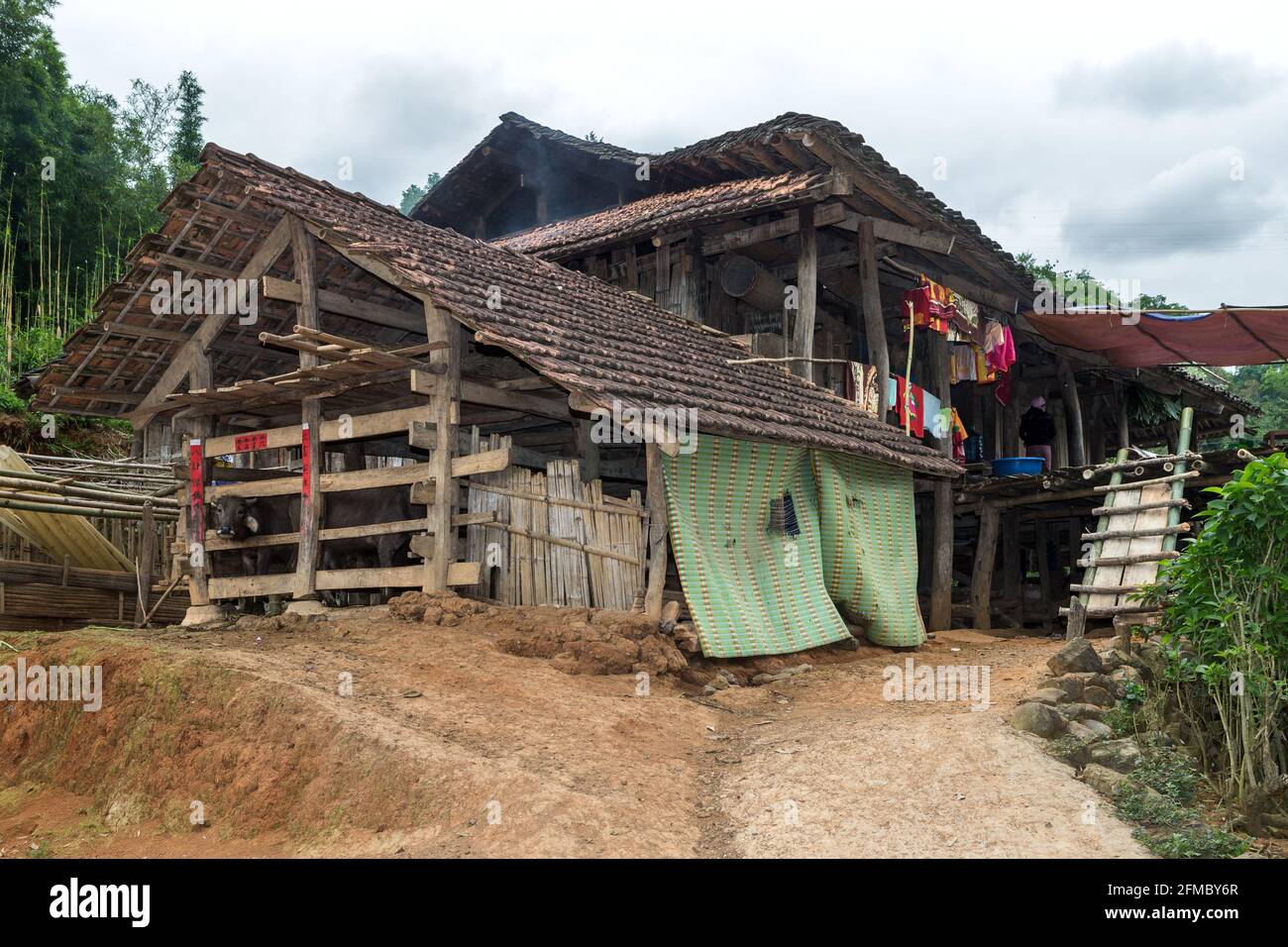 Die Menschen der ethnischen Minderheit von Tay leben auf Stelzen, Nordvietnam und zeigen Wasserbüffel, die unter dem Wohnbereich gehalten werden Stockfoto
