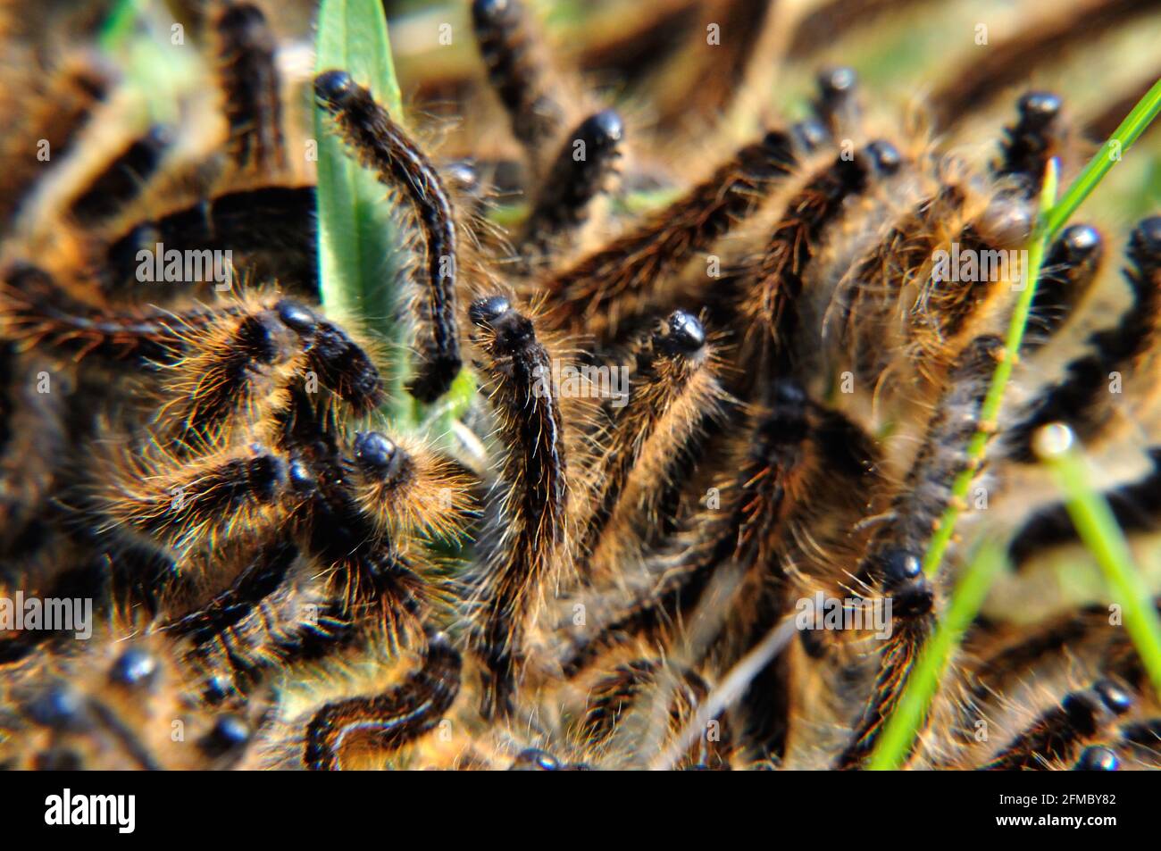 Wolfsmilch-Ringelspinner (Malacosoma Castrensis) Auf Einer Schfweide Im Naturschutzgebiet Hullerbusch (Feldberger Seenlandschaft) Bei Carwitz. Stockfoto