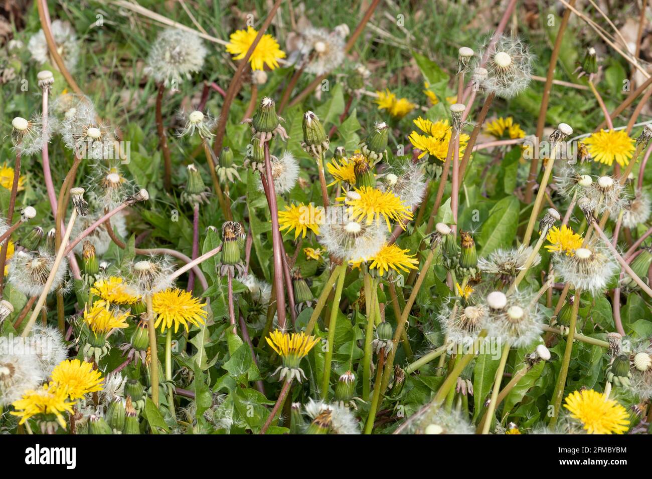 Dandelionblüten und Samenköpfe (Dandelionuhren), Unkraut aus Großbritannien, Wildblumen Stockfoto