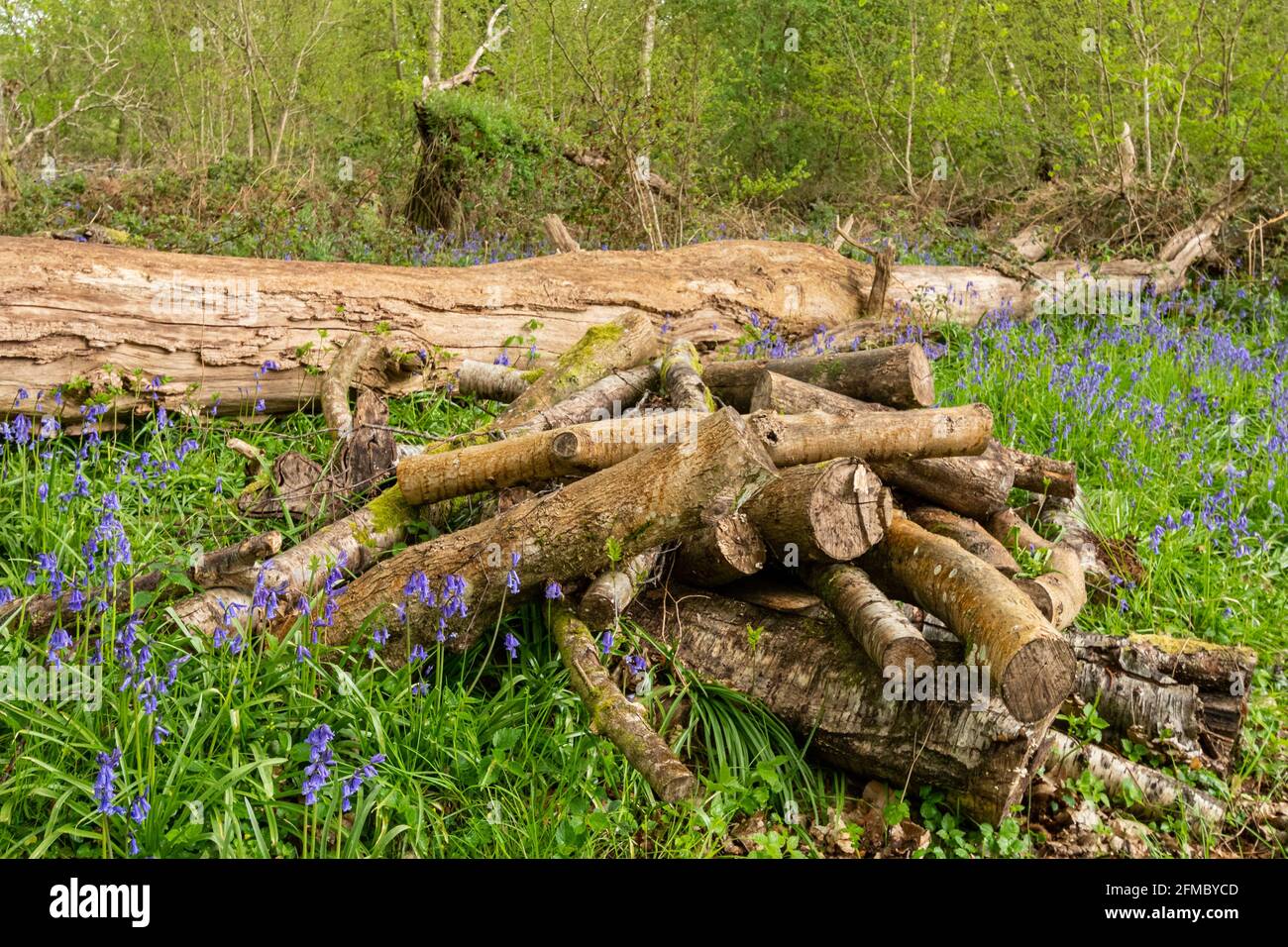 Holzstapel für Insekten und Wildtiere in einem Bluebell-Wald, Großbritannien, im Mai Stockfoto