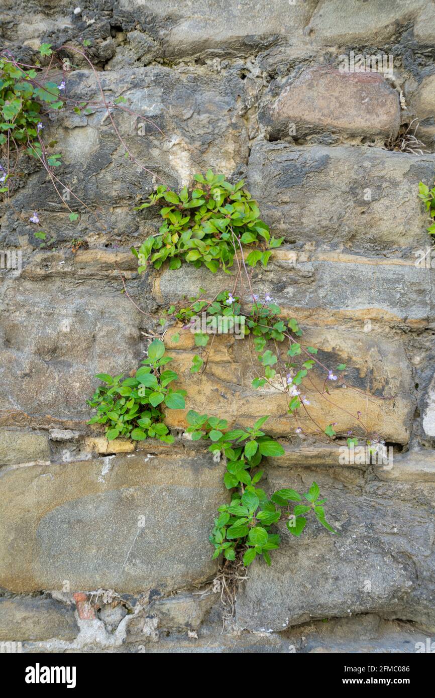 Kenilworth Efeu, Cymbalaria muralis. Wilde Kletterpflanze an einer alten Wand Stockfoto