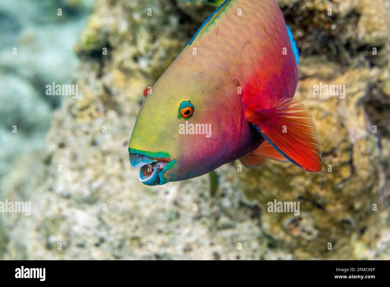 Sheephead Parrotfish; Chloruru strongylocephalus; Weiblich; Malediven Stockfoto