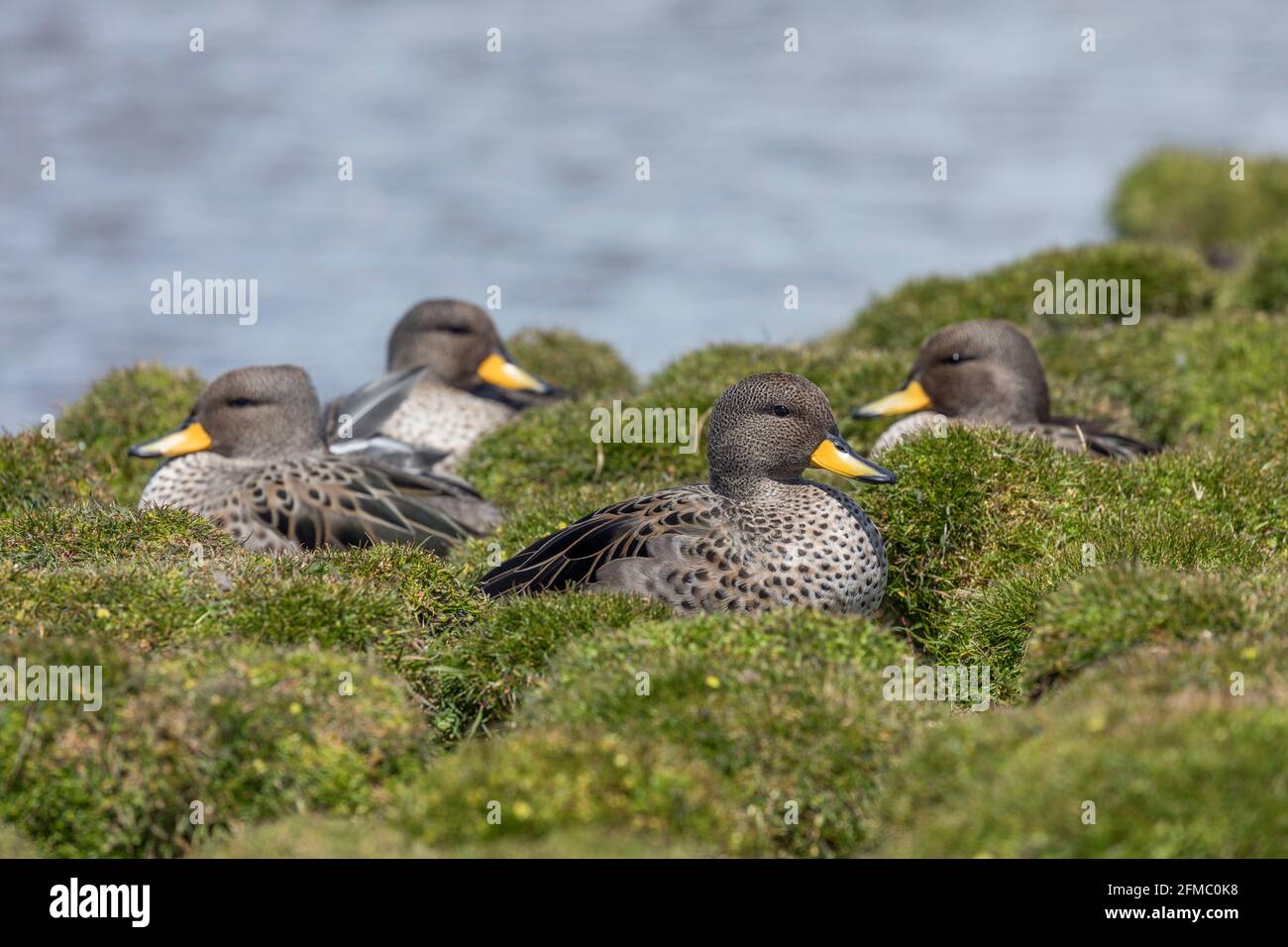 Gesprenkeltes Teal; Anas flavirostris flavirostris; Falklands Stockfoto