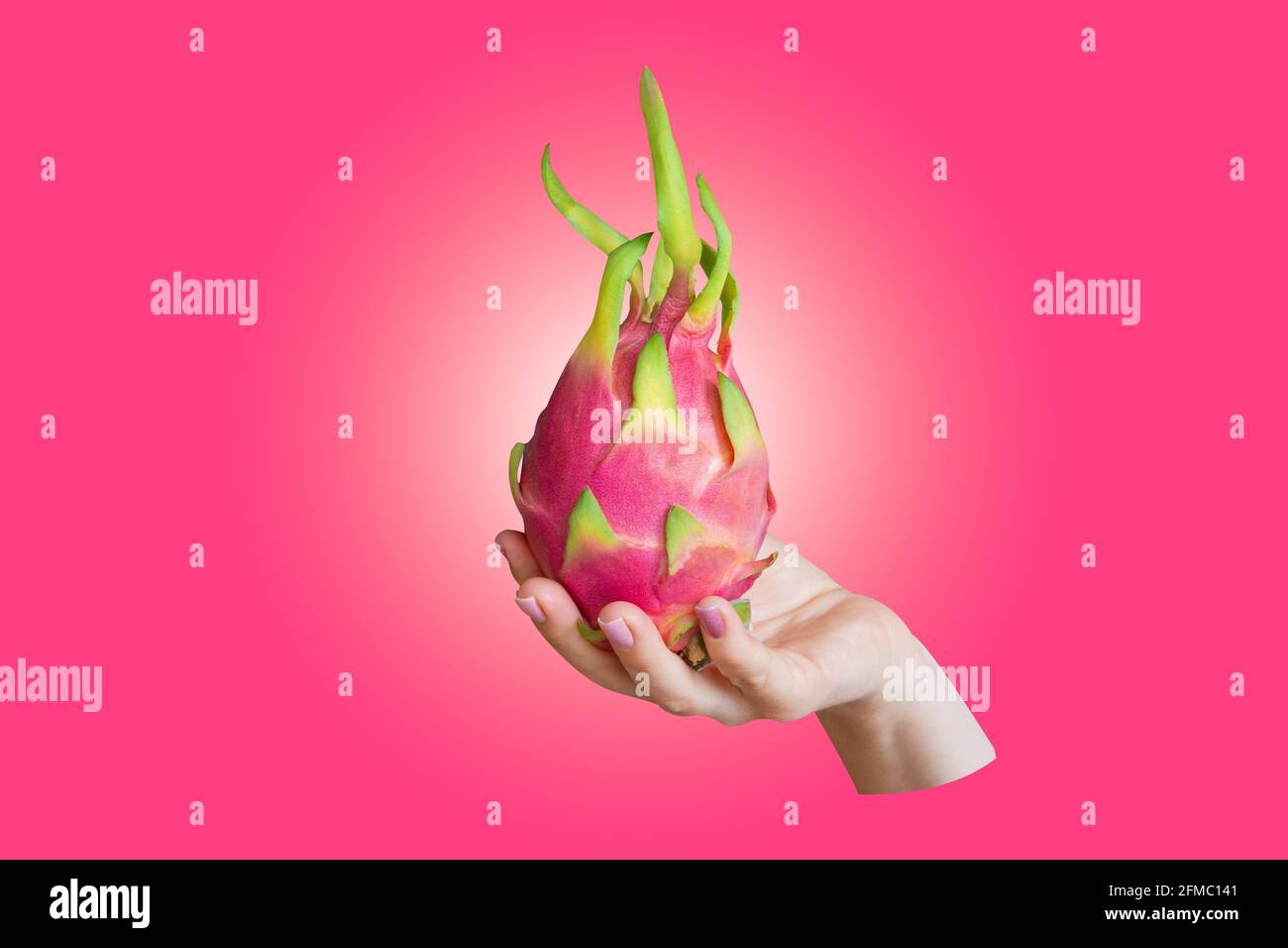 Drachenfrucht, Pitaya isoliert in beschnittene Hand auf rosa Hintergrund mit Farbverlauf Stockfoto