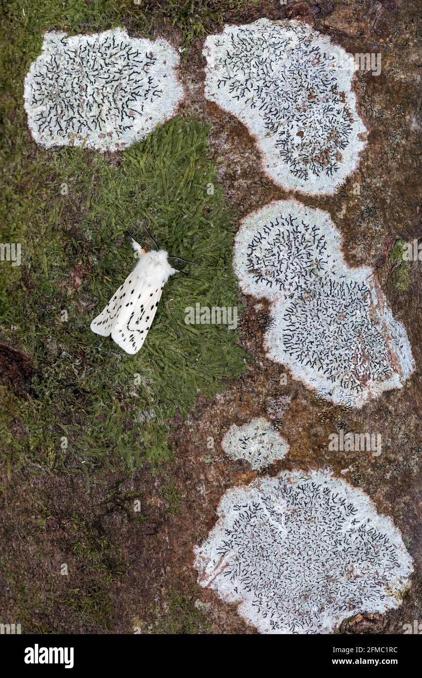 Weiße Ermine Moth; Spilosoma lumicipeda; mit Lichen; Großbritannien Stockfoto