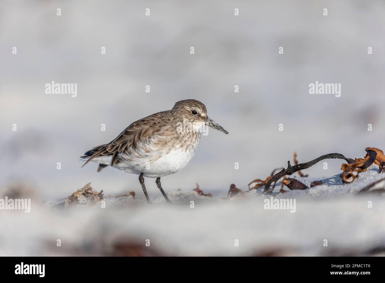 Weißer Sandpiper; Calidris fuscicollis; Falklands Stockfoto