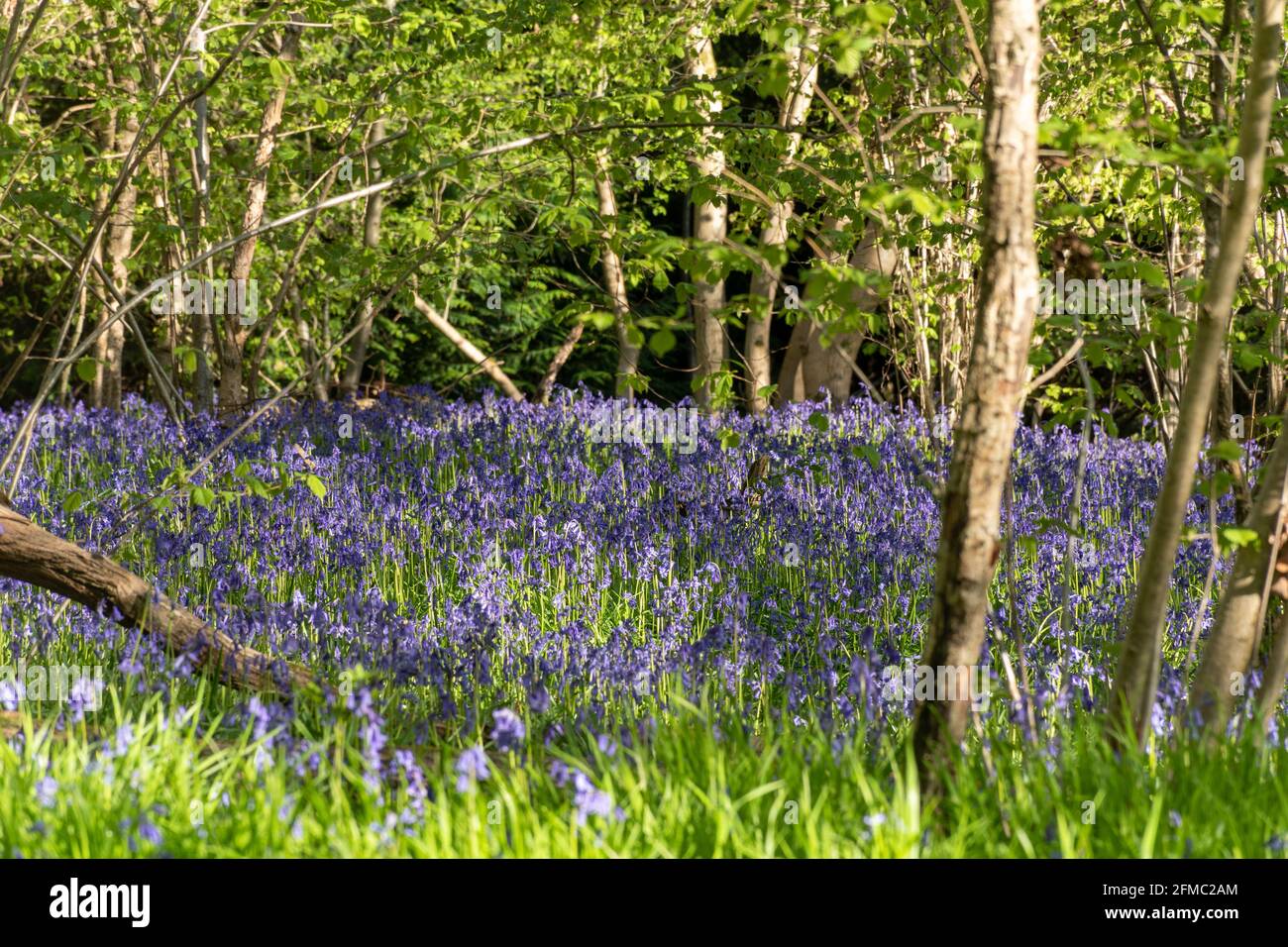 Englische Bluebells (Hyacinthoides non-scripta) Teppichwälder in Hampshire, Großbritannien, im Frühjahr Stockfoto