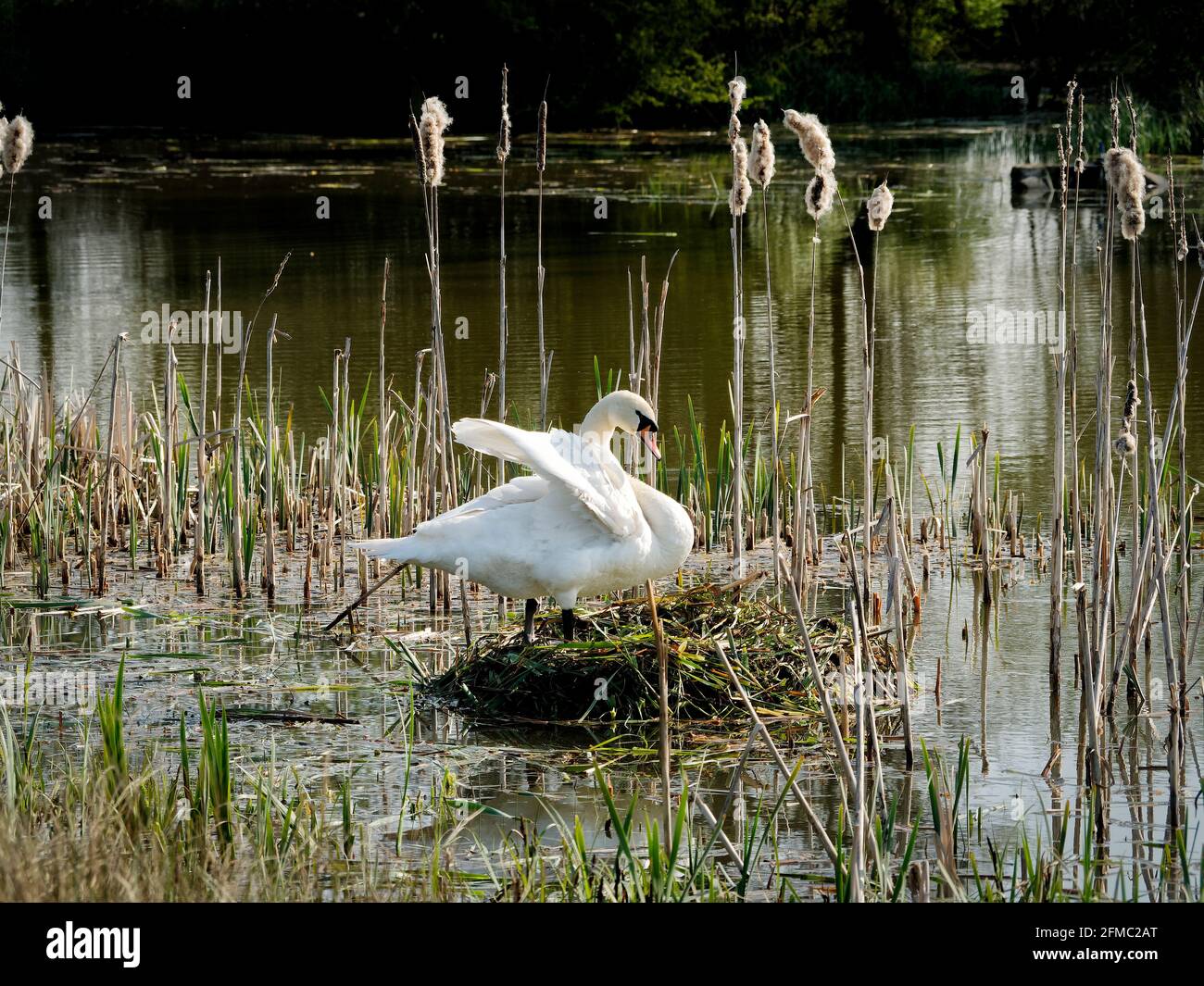 Stummer Schwan auf dem Nest Stockfoto