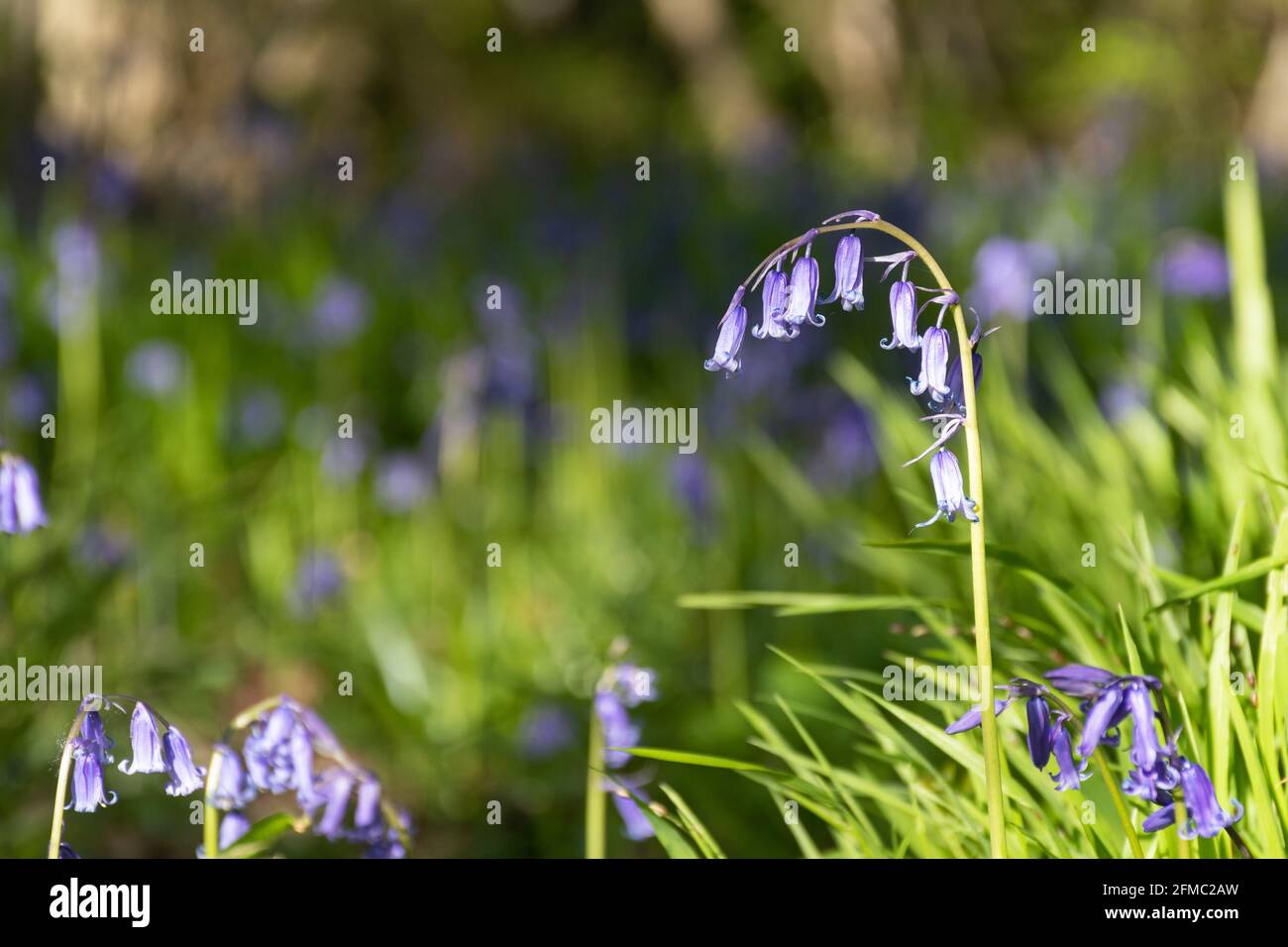 Englische Bluebells (Hyacinthoides non-scripta) im Frühjahr im Wald in Hampshire, Großbritannien Stockfoto
