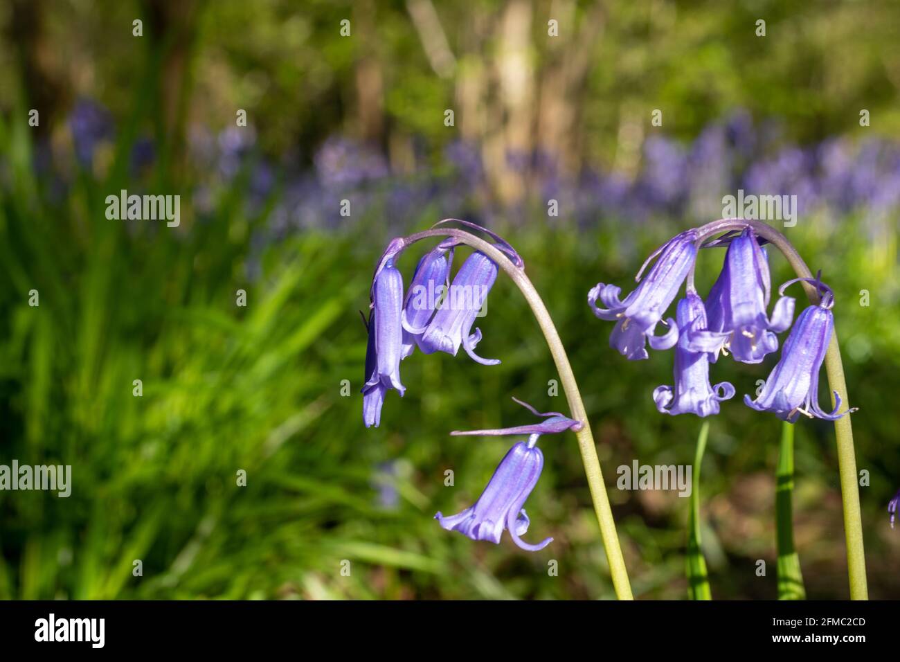 Englische Bluebells (Hyacinthoides non-scripta) im Frühjahr im Wald in Hampshire, Großbritannien Stockfoto