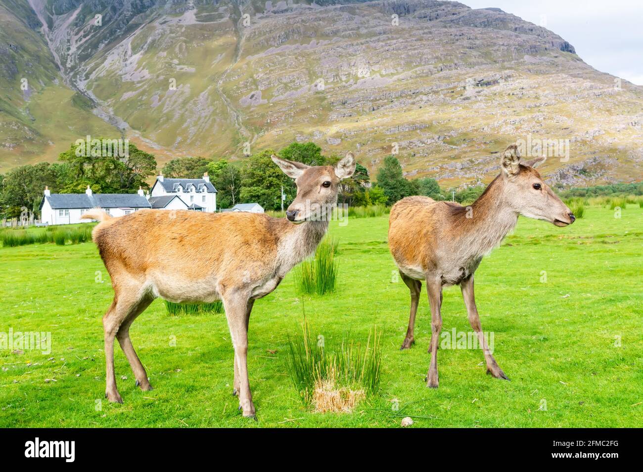 Zwei europäische Rotschiere im schottischen Hochland. Stockfoto
