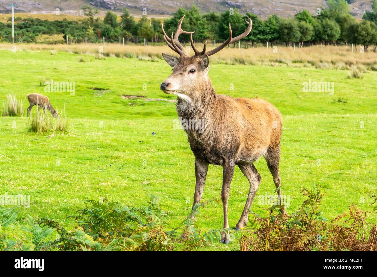 Hirsch europäischer Rothirsche in den schottischen Highlands. Stockfoto