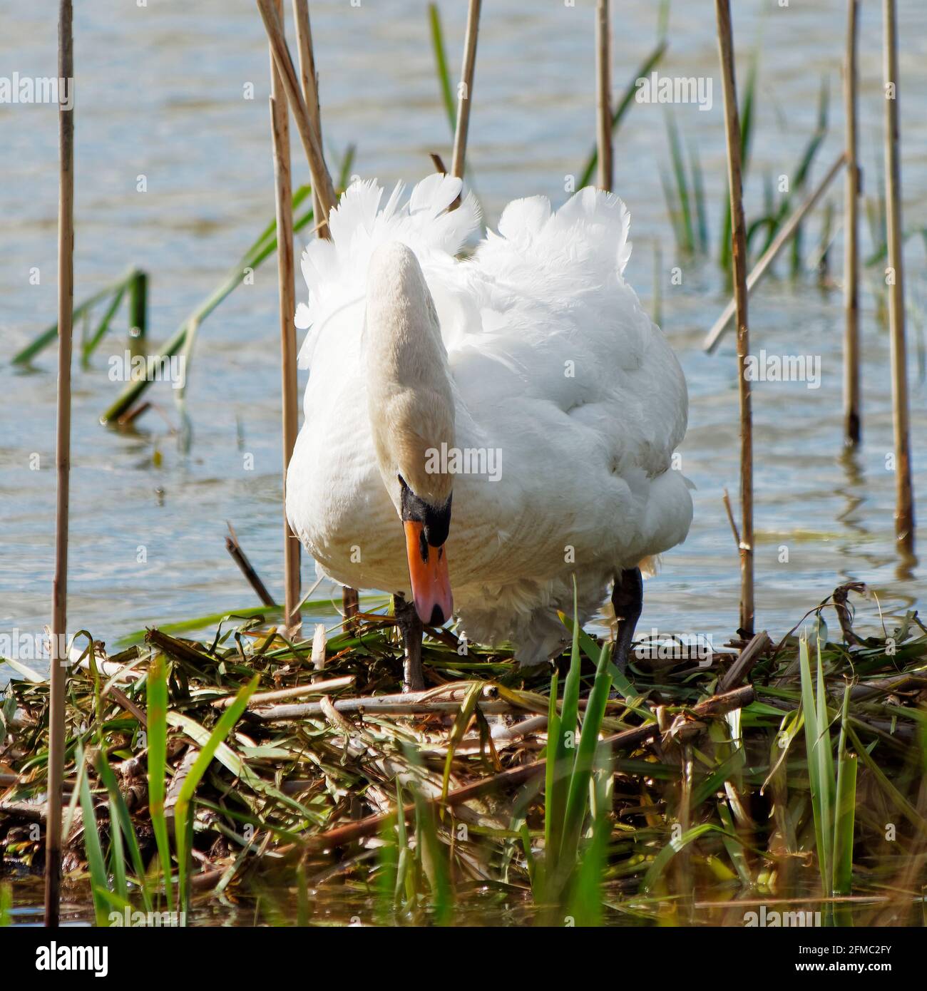 Stummer Schwan auf dem Nest Stockfoto