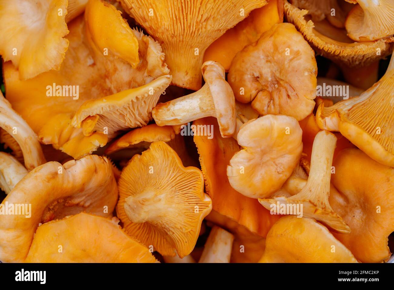 Zeit der Sommerpilze. Gewaschene und geschälte goldene Pfifferlinge als Hintergrund (Cantharellus cibarius) Stockfoto