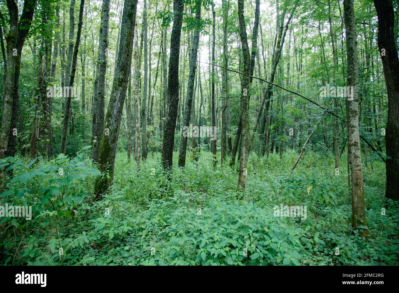 Dicht gepflanzte Bäume im Laubwald. Olbendorf, Südburgenland, Österreich Stockfoto