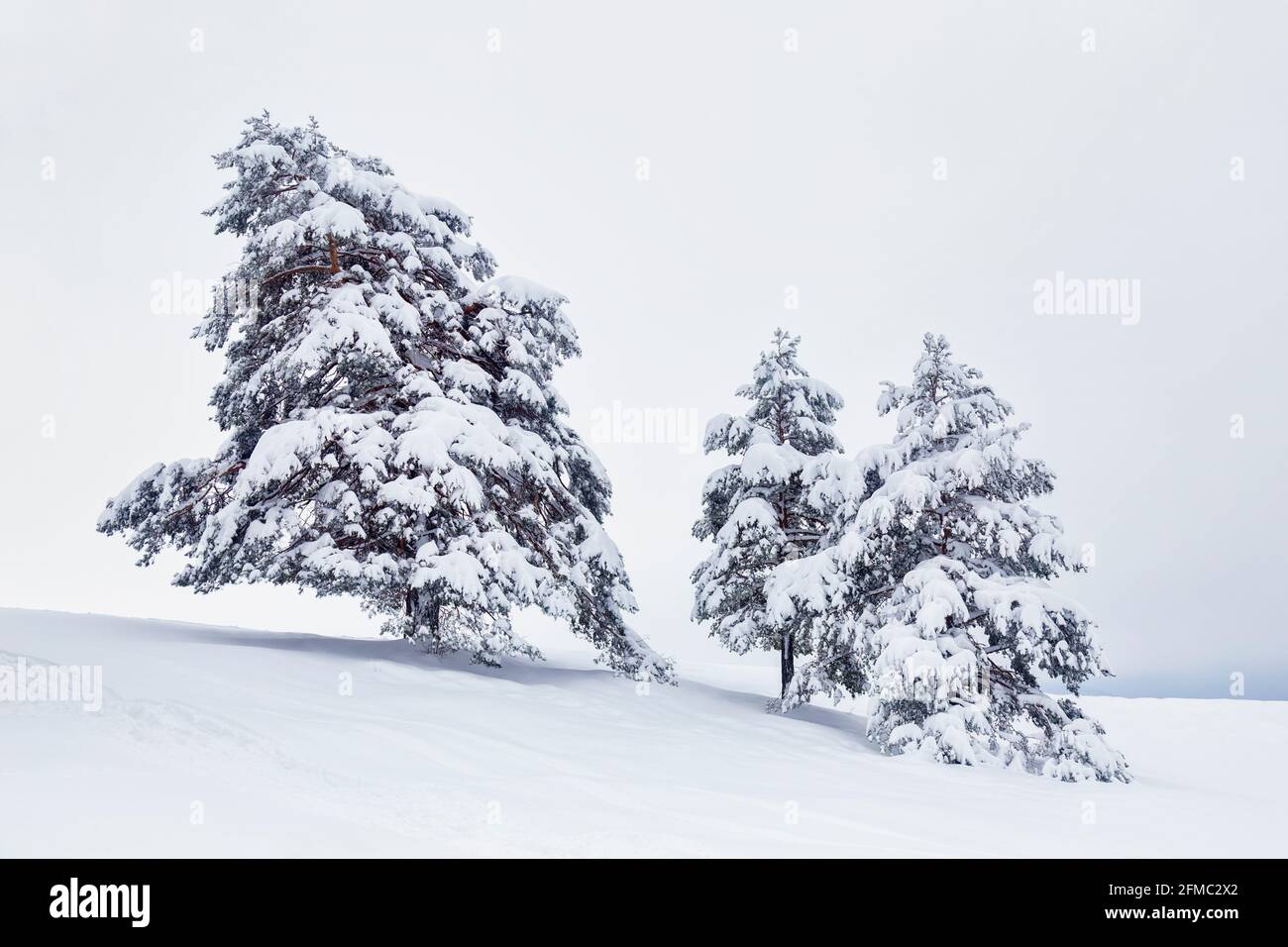 Verschneite Pinien auf einer Winterlandschaft. Bäume im Winter. Stockfoto
