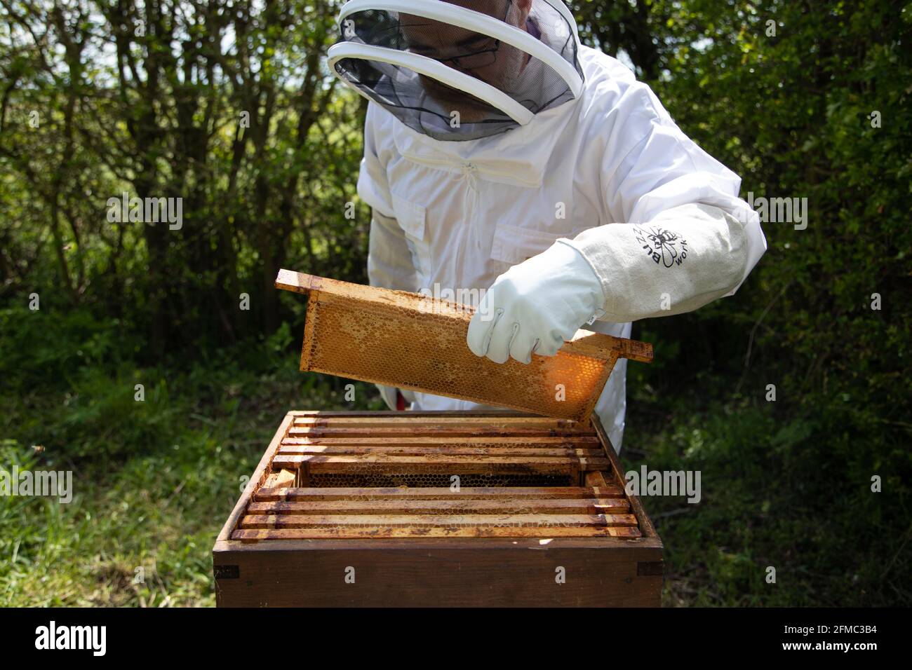 Imker, der Super-Rahmen von einem britischen Standard National Bienenstock zur Inspektion entfernt. Stockfoto