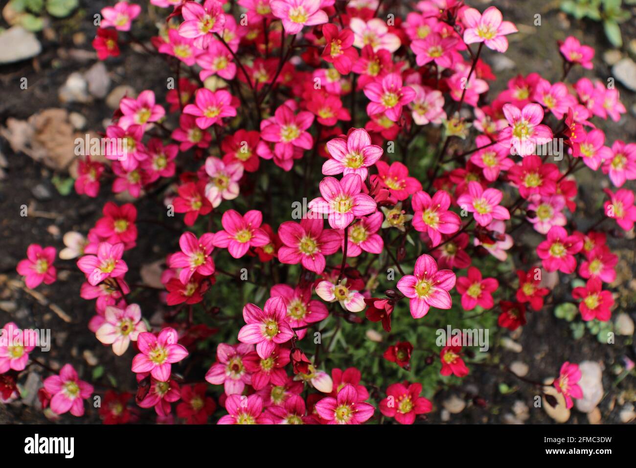 Alpine gartenpflanze Fotos und Bildmaterial in hoher Auflösung Alamy