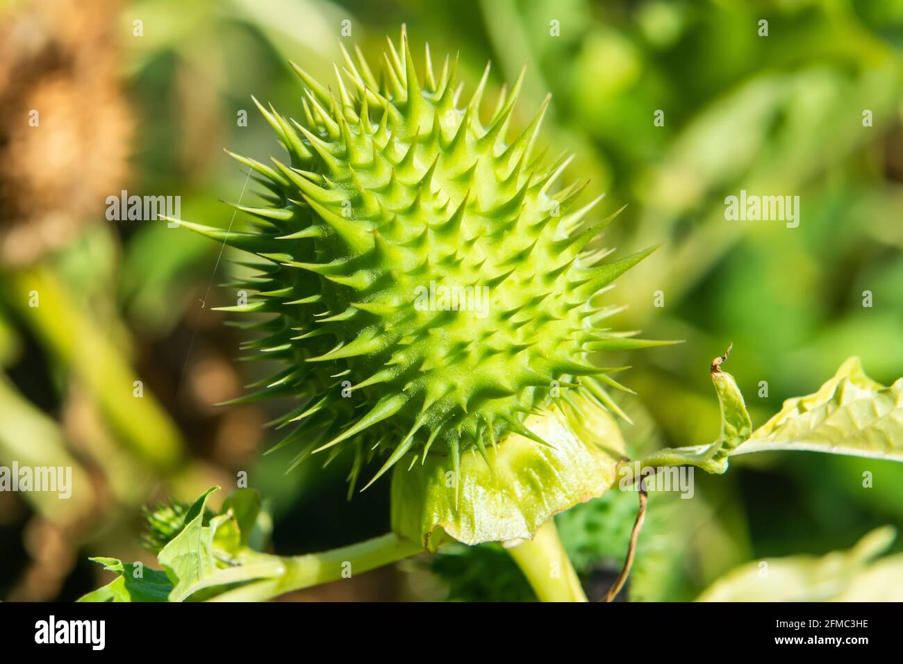Unreife Samenkapsel aus Dornapfel (Datura stramonium) Stockfoto